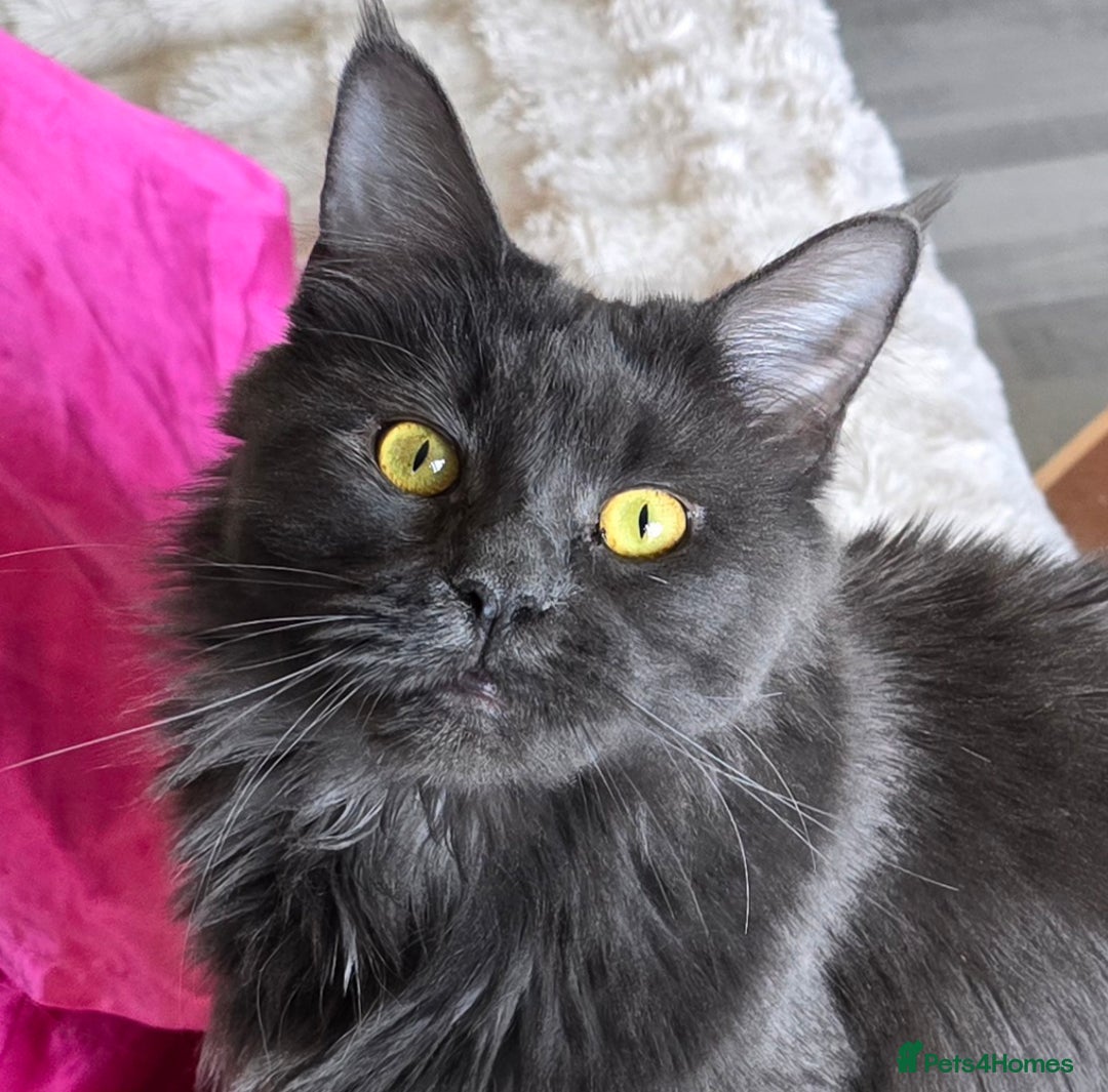 Maine Coon cats for sale: Shadow, smoky maine coon - Image 2