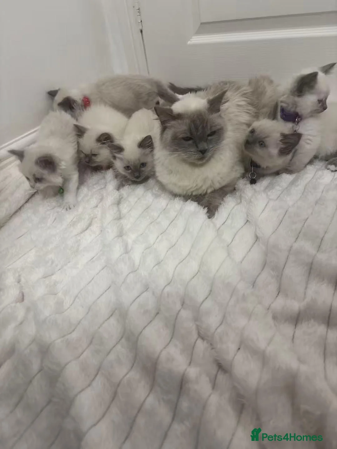 Ragdoll cats for sale: This is snow  - Advert 1