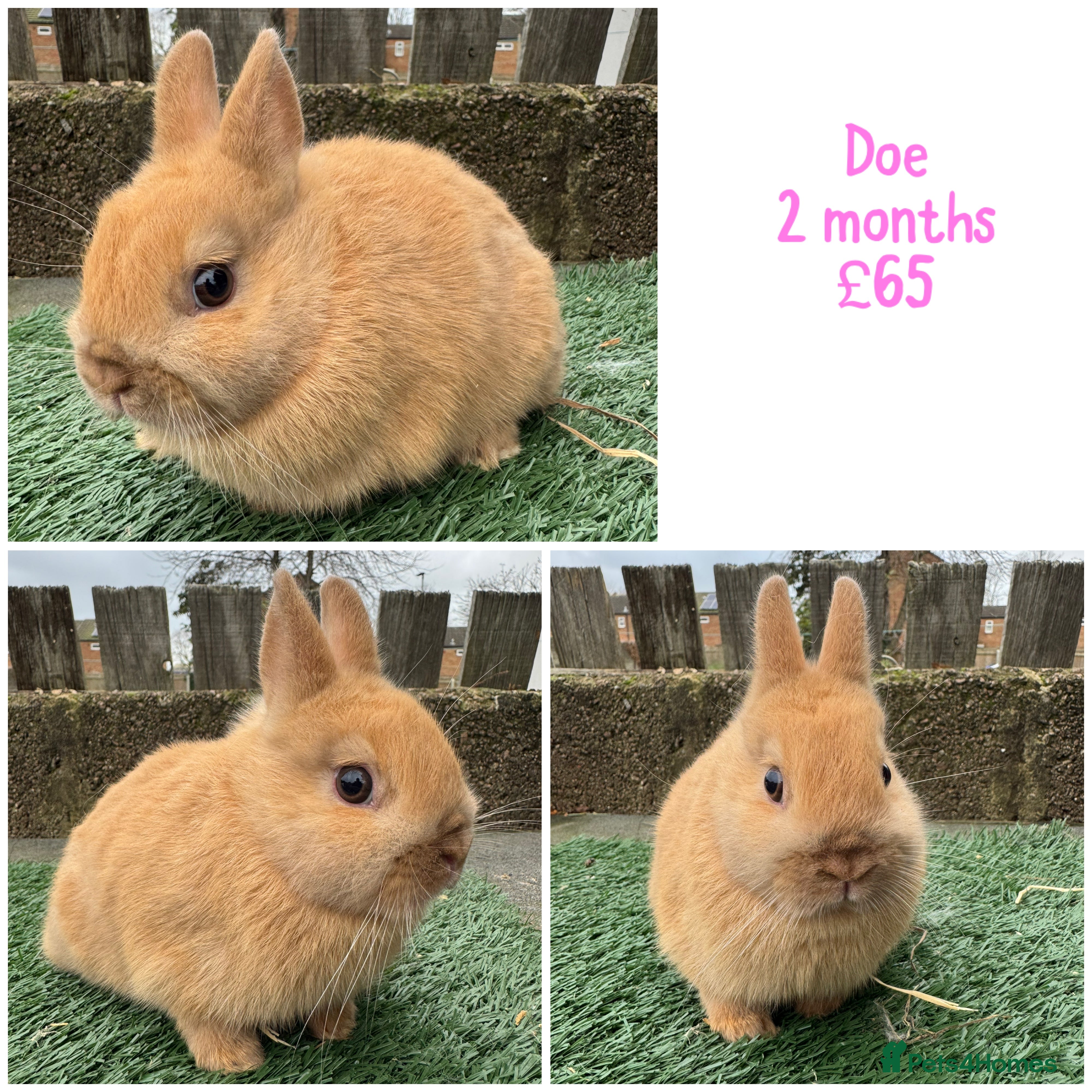 Netherland Dwarf rabbits Pure breed Netherlands dwarf  - Advert 12