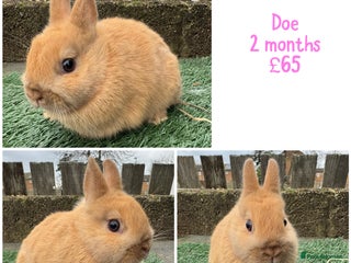 Netherland Dwarf rabbits Pure breed Netherlands dwarf - Advert 12