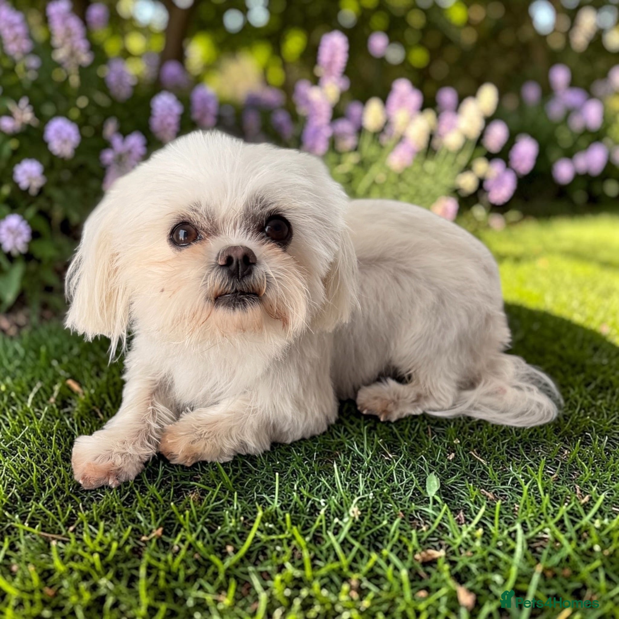 Maltese dogs Adorable Korean Maltese  - Advert 6
