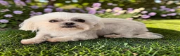 Maltese dogs for sale: Adorable Korean Maltese  - Advert 1