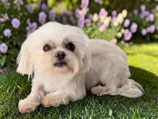 Maltese dogs Adorable Korean Maltese - Advert 1