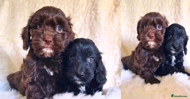 Cockapoo dogs - Advert 2
