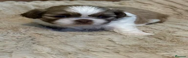 Shih Tzu 2