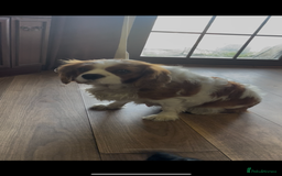 Cavalier King Charles Spaniel dogs for sale: Beautiful Cavalier King Charles Spaniel Puppies - Image 13