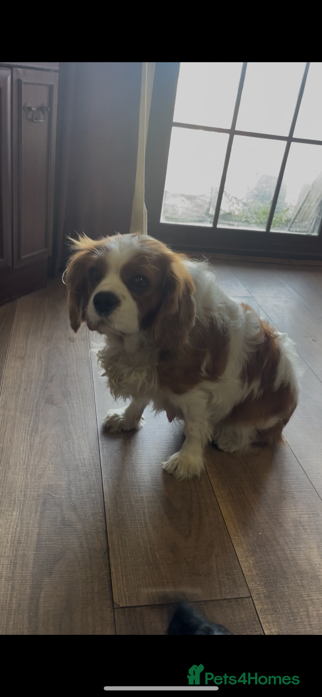 Cavalier King Charles Spaniel dogs for sale: Beautiful Cavalier King Charles Spaniel Puppies - Image 13