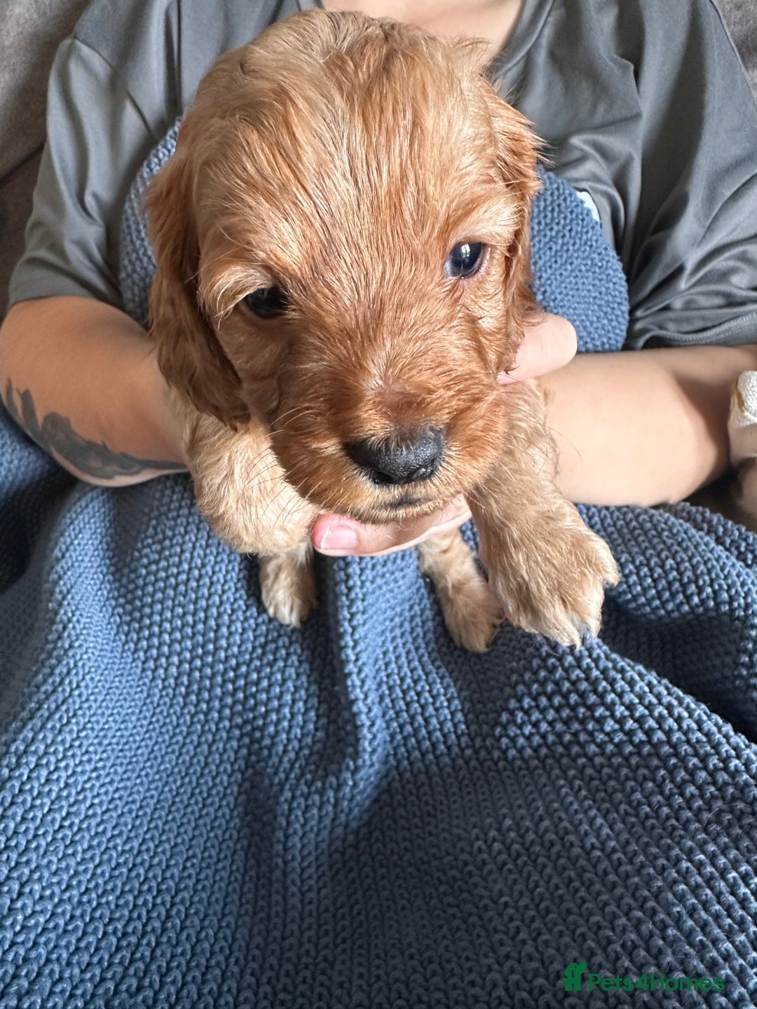 Cockapoo dogs for sale: 🐶 8 Gorgeous F2 Cockapoo Puppies – Ready Soon! 🏡 - Image 5