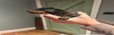 Dachshund 7