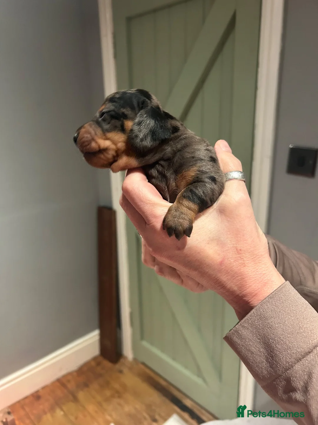 Dachshund dogs for sale: 🐾 8 Gorgeous Dachshund Puppies 🐾 in Westbury - Advert 18