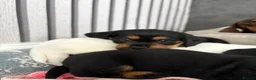 Mixed Breed dogs for sale: Schweenie puppies  - Advert 19