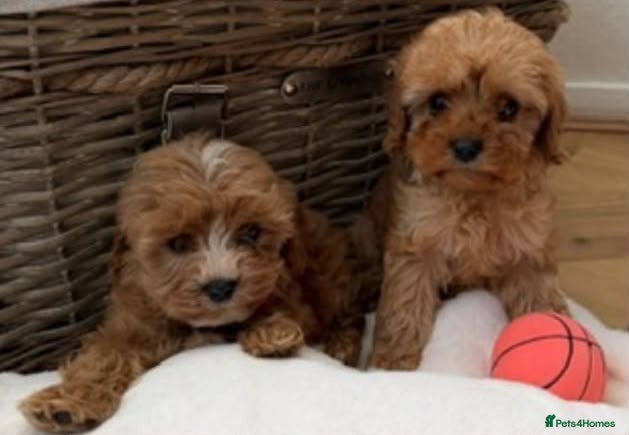 Cavapoo dogs F1 Cavapoo puppy’s  - Advert 11