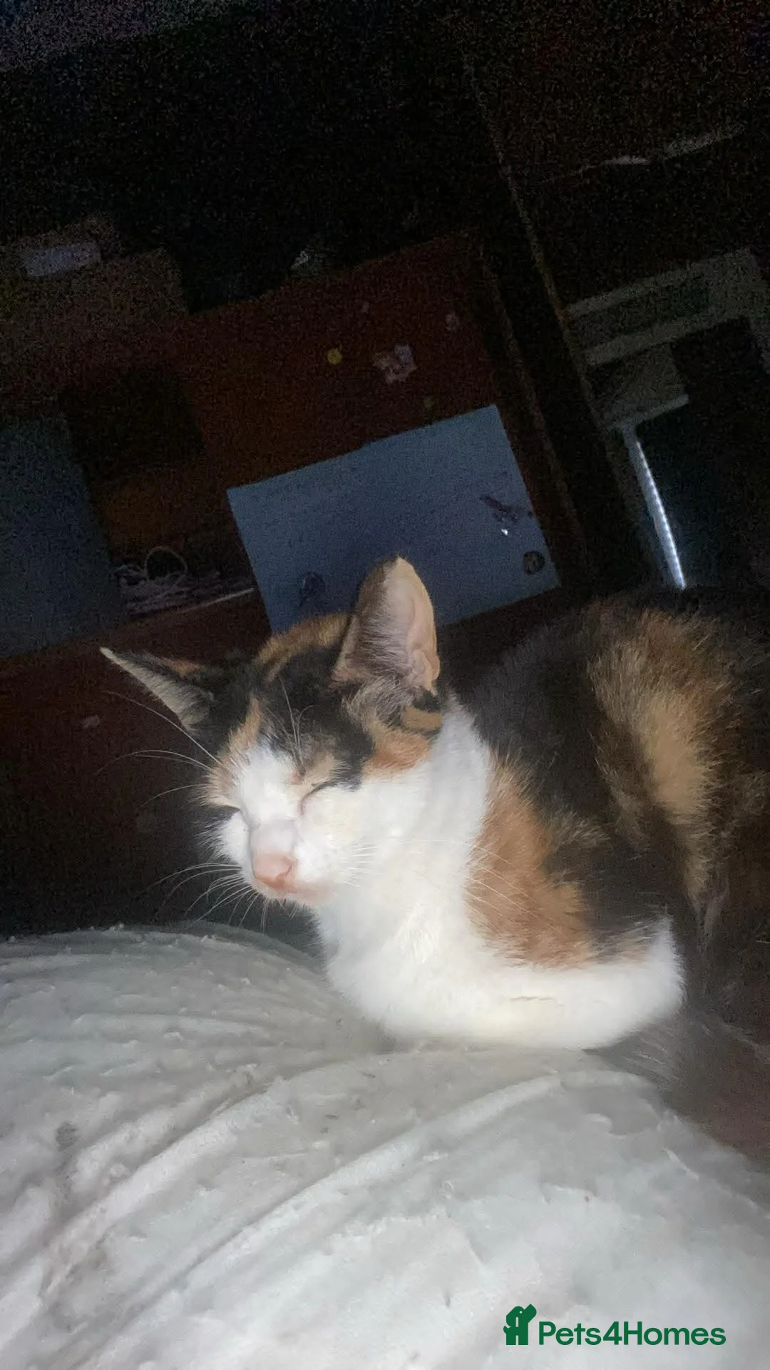 Mixed Breed cats for sale: 3 kittens for sale - Advert 4