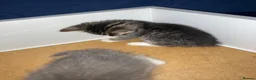 Mixed Breed cats for sale: 2 female kittens  - Advert 2