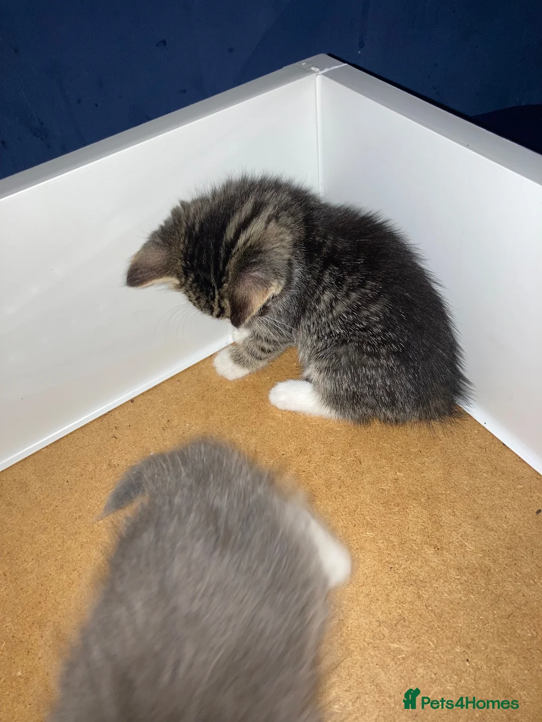 Mixed Breed cats for sale: 2 female kittens  - Advert 2