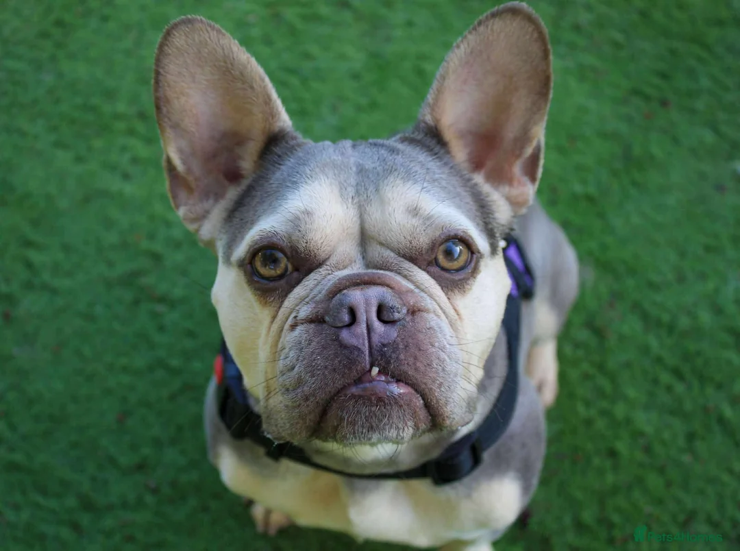 French Bulldog dogs for adoption: Lovely Anita is looking for her forever home! - Advert 6