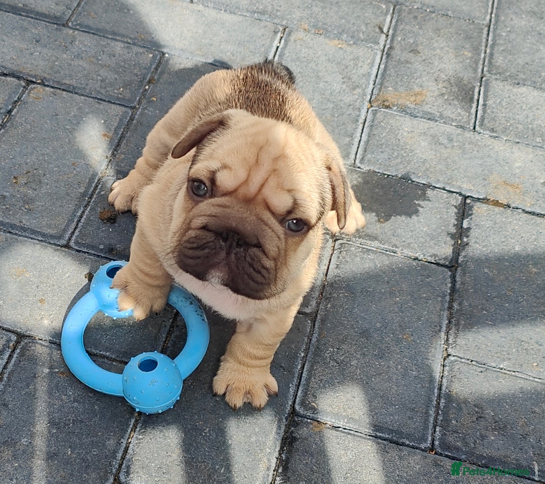 French Bulldog dogs for sale: KC reg French bulldog puppies female & male big➰  - Image 10