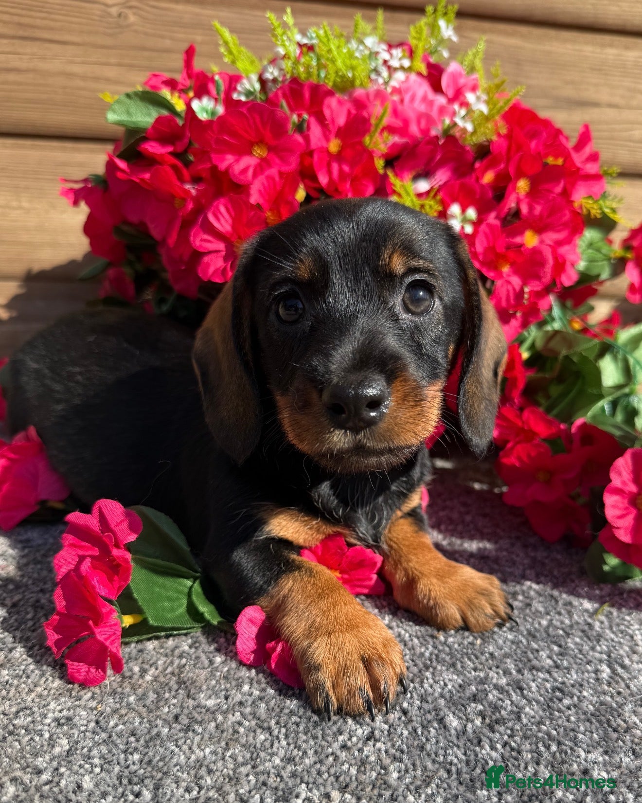 Miniature Dachshund dogs 💜Stunning KC Mini Wirehair Dachshunds💜 - Advert 13