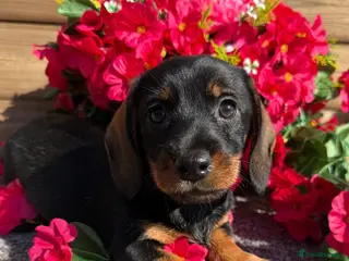 Miniature Dachshund dogs 💜Stunning KC Mini Wirehair Dachshunds💜 - Advert 13