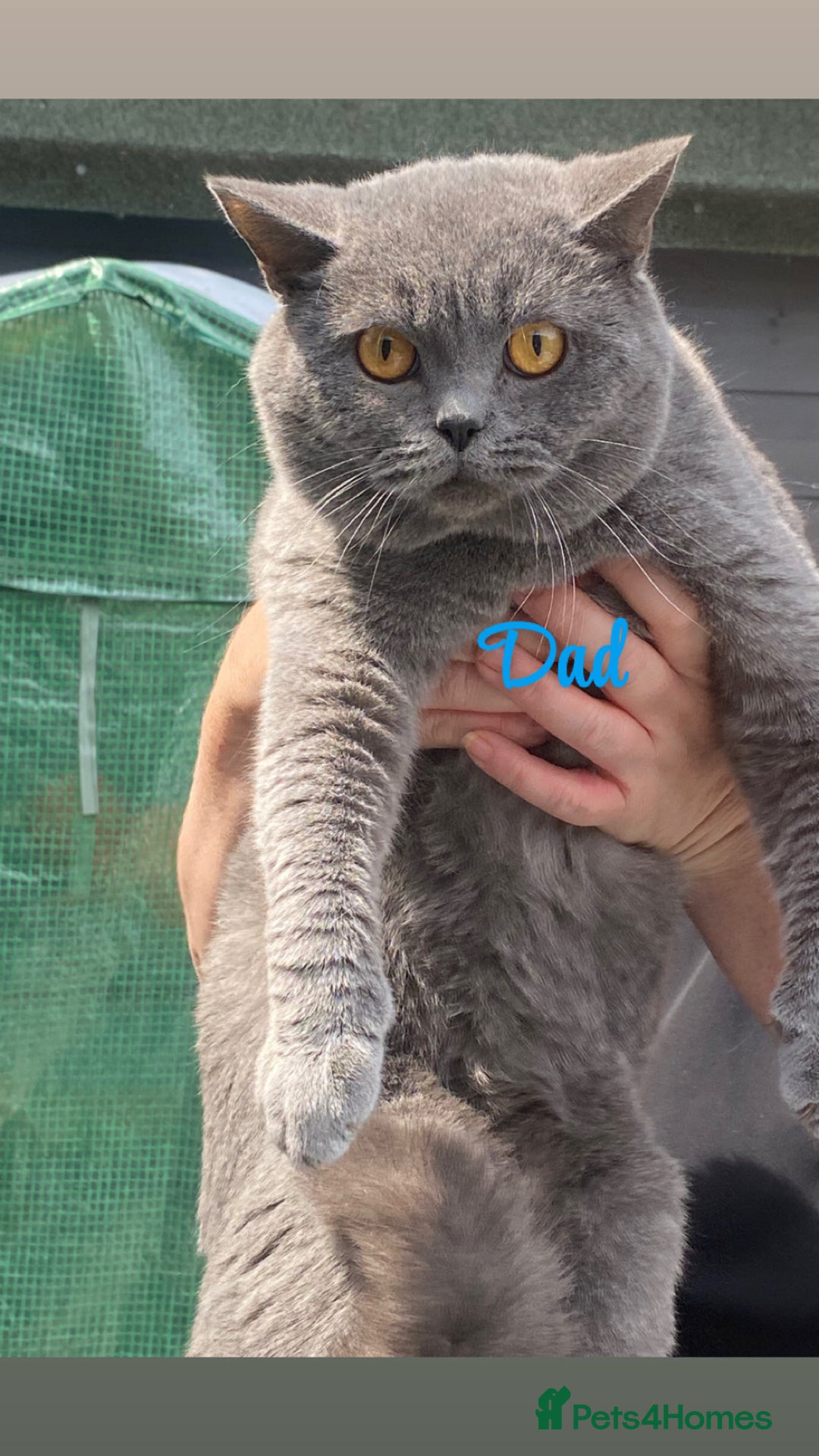 British Shorthair cats for sale: British blue shorthaired kittens  - Advert 4