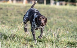 German Shorthaired Pointer dogs for stud: Outstanding GSP for Stud in Southampton - Image 7