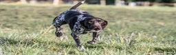 German Shorthaired Pointer dogs for stud: Outstanding GSP for Stud in Southampton - Advert 7