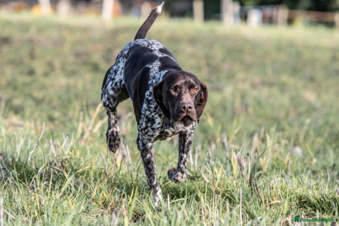German Shorthaired Pointer dogs for stud: Outstanding GSP for Stud in Southampton - Image 7