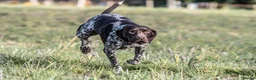German Shorthaired Pointer dogs for stud: Outstanding GSP for Stud in Southampton - Advert 7