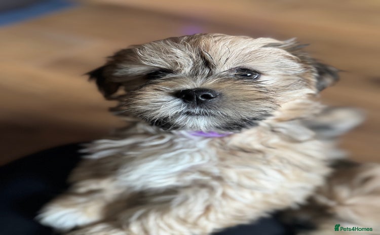 Lhasa Apso dogs - Advert 1