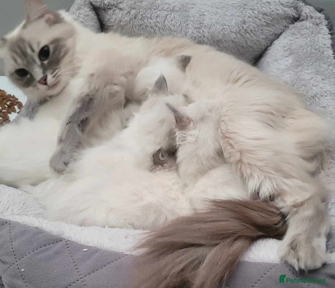 Ragdoll cats for sale: Ragdoll Kittens 🩷 - Advert 3