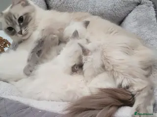 Ragdoll cats Ragdoll Kittens 🩷 - Advert 5