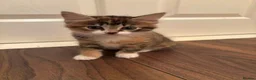 Mixed Breed cats for sale: 2 female kittens for sale - Advert 5