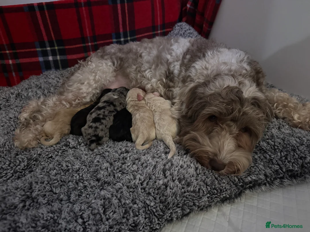 Cockapoo dogs for sale: Beautiful little of 6 cockapoo puppies - Advert 12