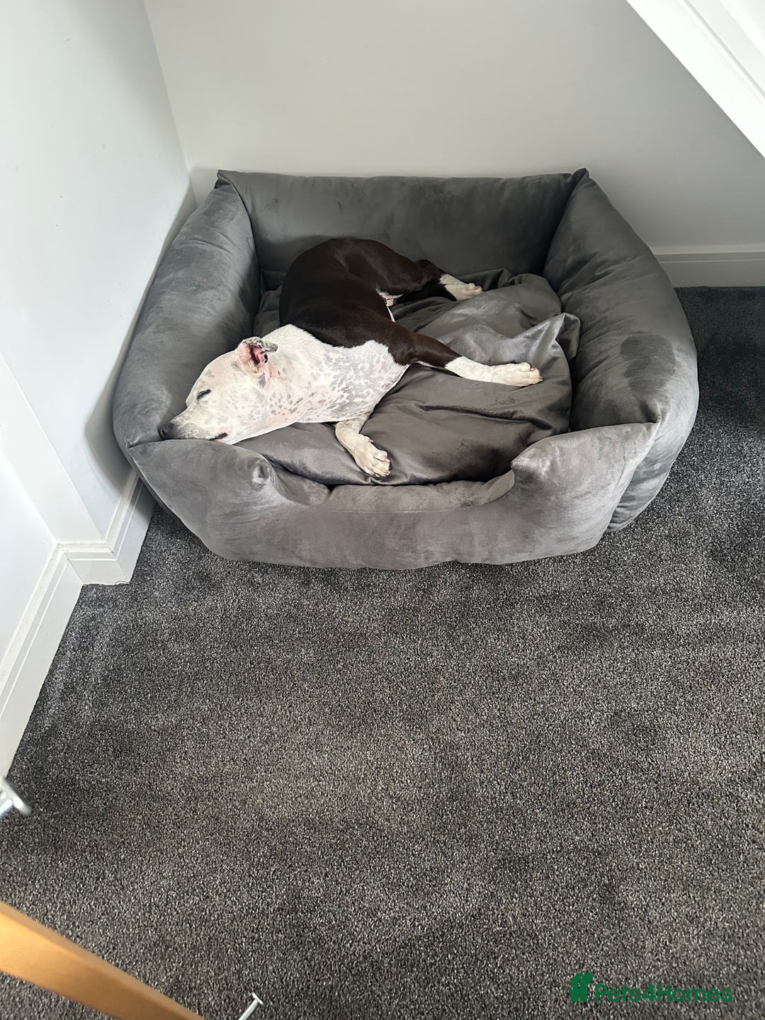 Staffordshire Bull Terrier dogs for sale: Fifi  - Advert 5