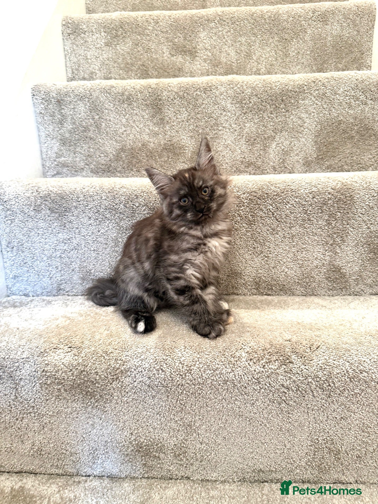 Maine Coon cats Stunning Fluffy Maine Coons - Advert 1