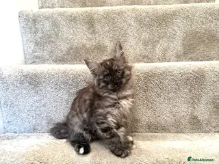 Maine Coon cats Stunning Fluffy Maine Coons - Advert 1