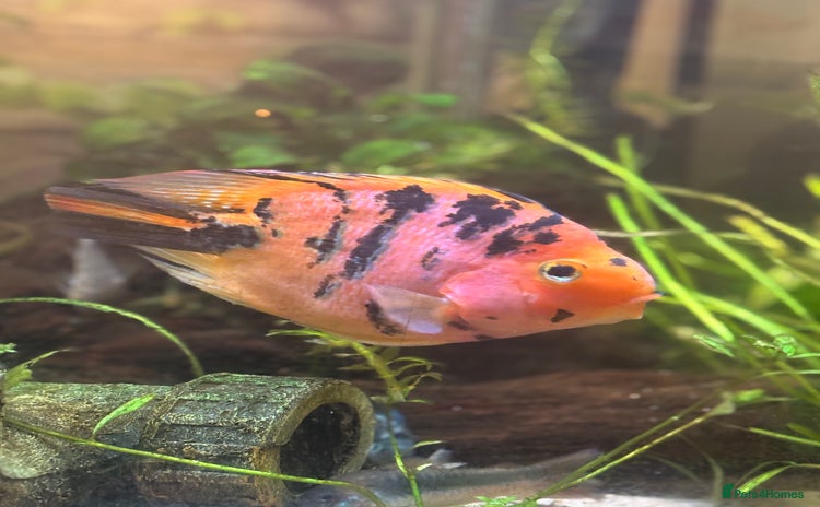 Cichlids fish - Advert 1