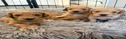Cockapoo dogs for sale: F2 cockapoos in Grimsby - Advert 6