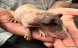 Guinea Pig rodents for sale: 4 Skinny Pig/werewolf Boars  in Doncaster - Image 2