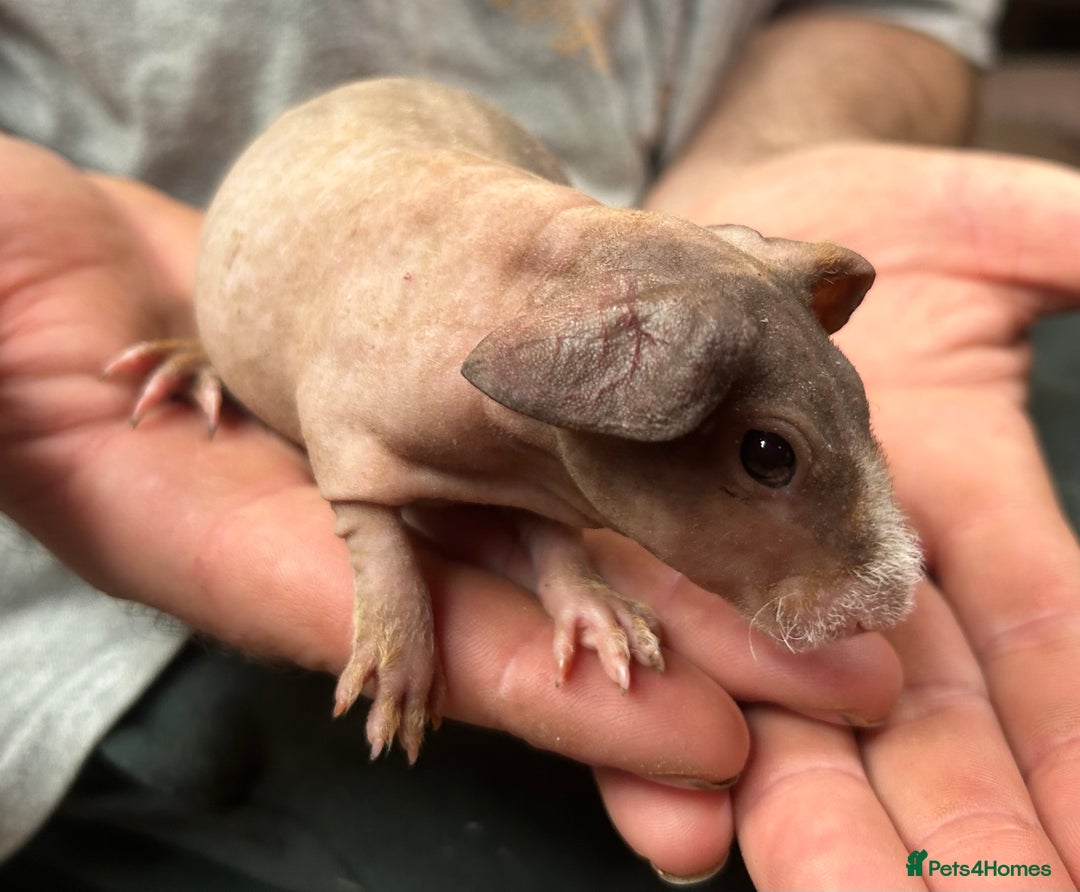 Guinea Pig rodents for sale: 4 Skinny Pig/werewolf Boars  in Doncaster - Image 2
