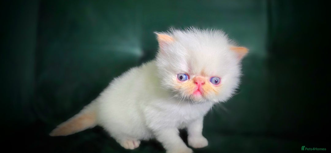 Persian cats for sale: Beautiful and Rare Purebred Persian Kittens - Image 22