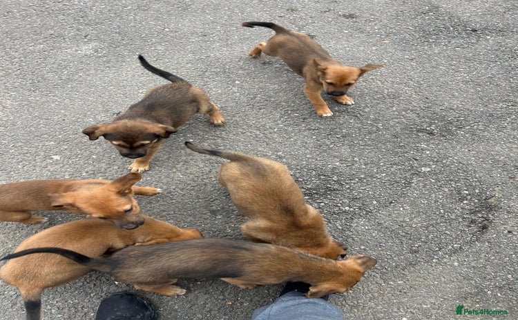 German Shepherd dogs - Advert 12