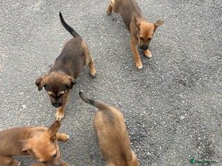 German Shepherd dogs - Advert 9