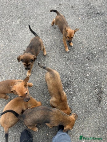 German Shepherd dogs - Advert 12