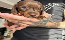 Miniature Dachshund dogs for sale: FOR SALE *Miniature dachshund puppies*  - Image 7