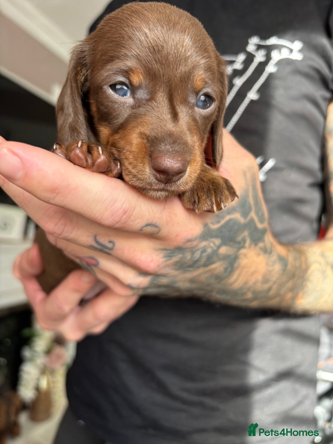 Miniature Dachshund dogs for sale: FOR SALE *Miniature dachshund puppies*  - Image 7