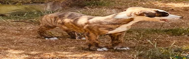 Whippet 1