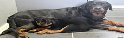 Rottweiler dogs for sale: Rottweiler puppies. 1 LEFT. READY TO GO. - Advert 15