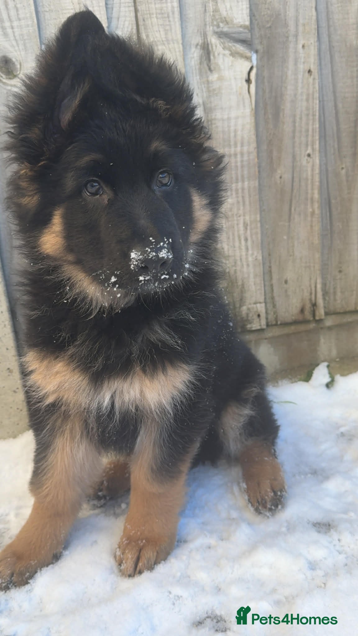German Shepherd dogs Black And Tan German Shepherd Puppy - Advert 1
