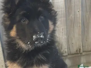 German Shepherd dogs Black And Tan German Shepherd Puppy - Advert 1